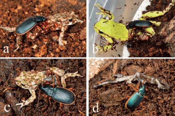 Epomis Beetle larva lures and kills frogs while the adult hunts and