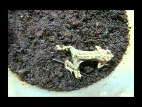 Epomis Frog versus Epomis beetle larva 2 YouTube