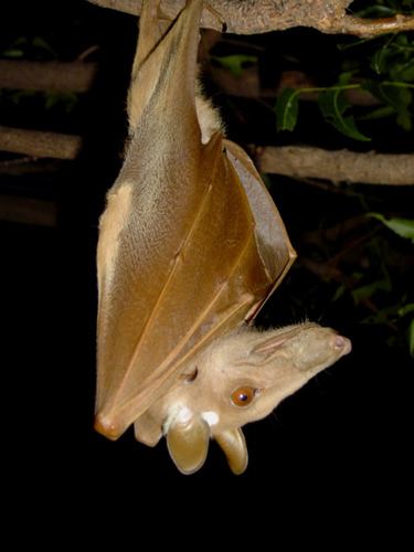 Epomophorus Gambian Epauletted Fruit Bat Epomophorus gambianus iNaturalistorg