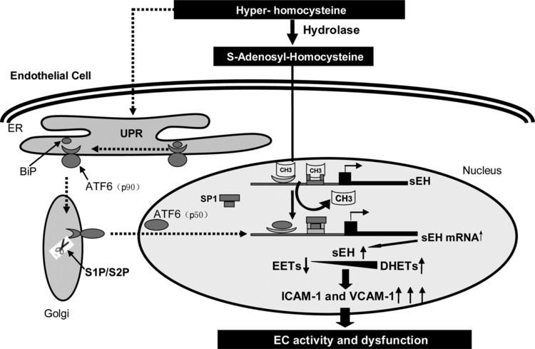 Epoxide hydrolase Homocysteine Upregulates Soluble Epoxide Hydrolase in Vascular