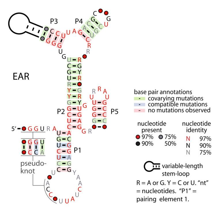 Eps-Associated RNA element
