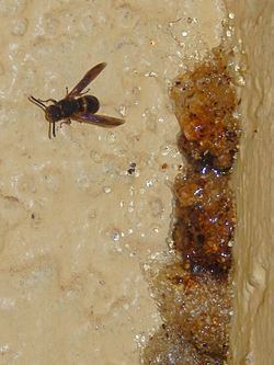 Epsilon (wasp) httpsuploadwikimediaorgwikipediacommonsthu