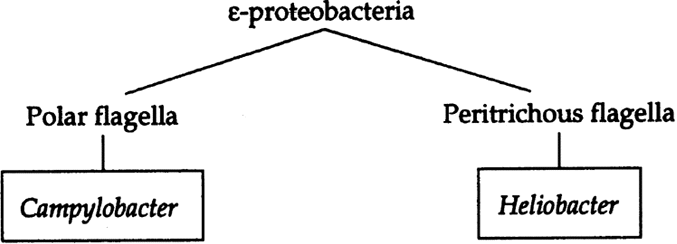 Epsilonproteobacteria EpsilonProteobacteria