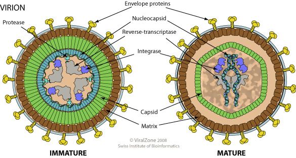 Epsilonretrovirus educationexpasyorgimagesEpsilonretrovirusviri