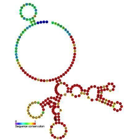 Epstein–Barr virus nuclear-antigen internal ribosomal entry site