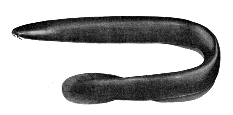 Eptatretus Black hagfish Wikipedia