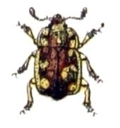 Epuraea guttata httpsuploadwikimediaorgwikipediacommons00
