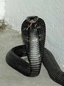 Equatorial spitting cobra httpsuploadwikimediaorgwikipediacommonsthu