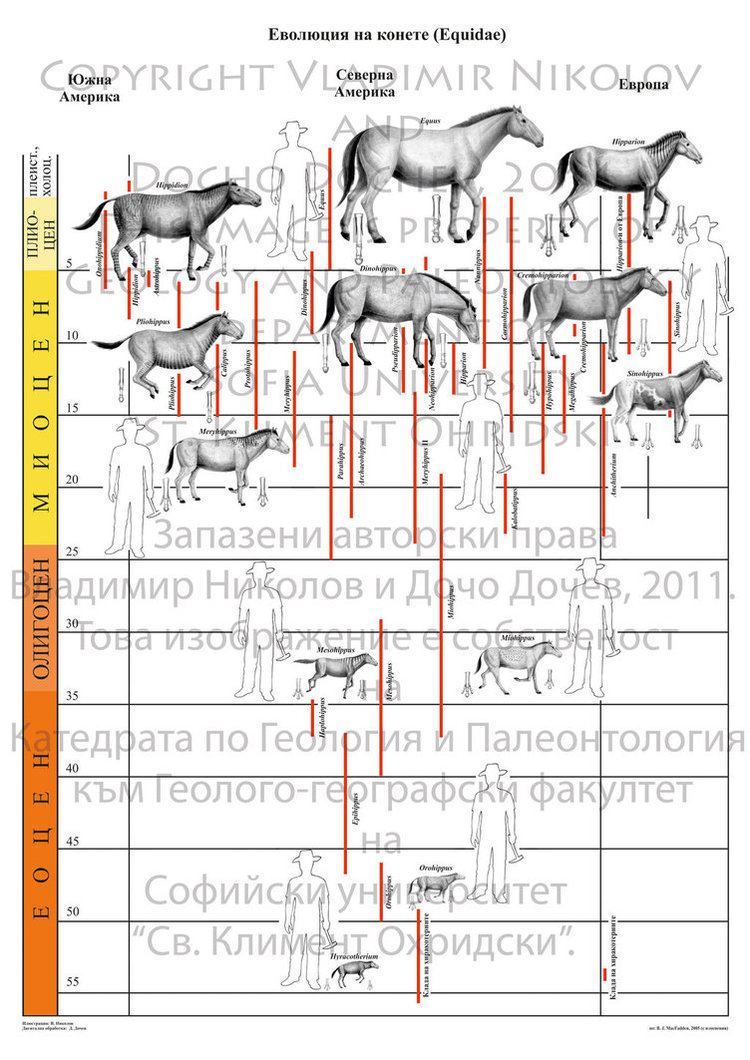 Equidae Evolution of Equidae by TPEKC on DeviantArt