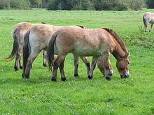 Equidae Equidae Wikipedia