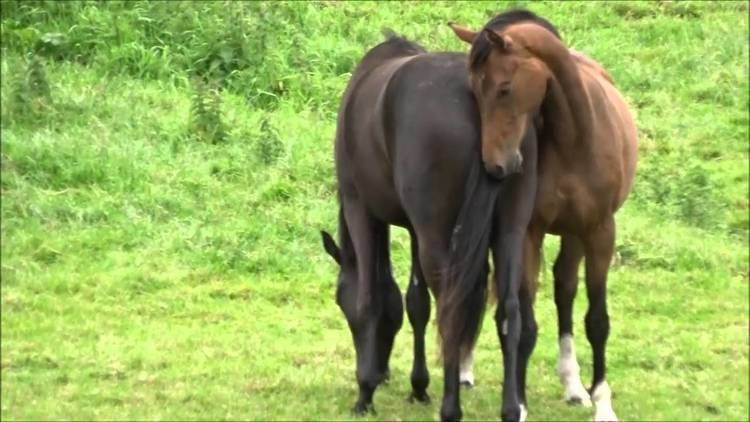 Equidae EQUIDAE equus ferus caballus YouTube