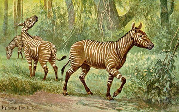 Equidae Hypohippus Extinct Equidae The Equinest