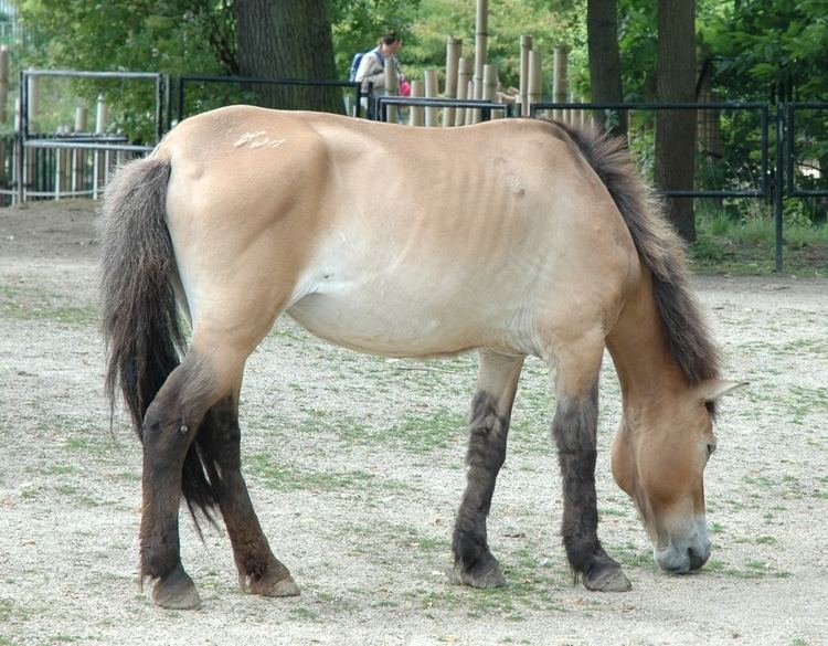 Equidae Equus przewalskii Equidae image 33800 at PlantSystematicsorg