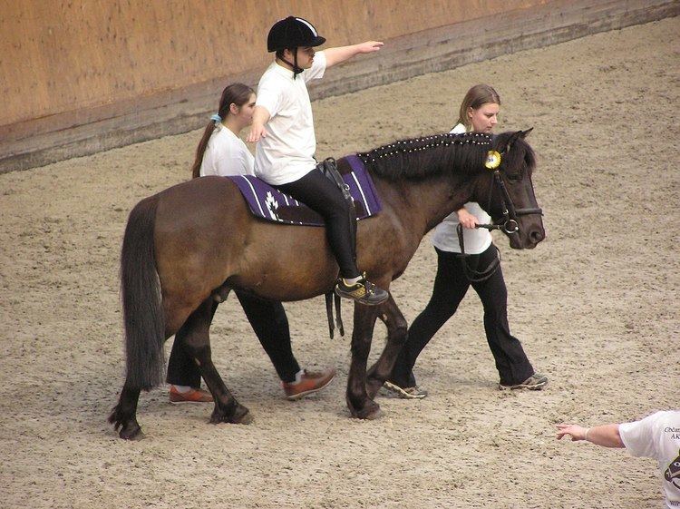 Equine-assisted therapy