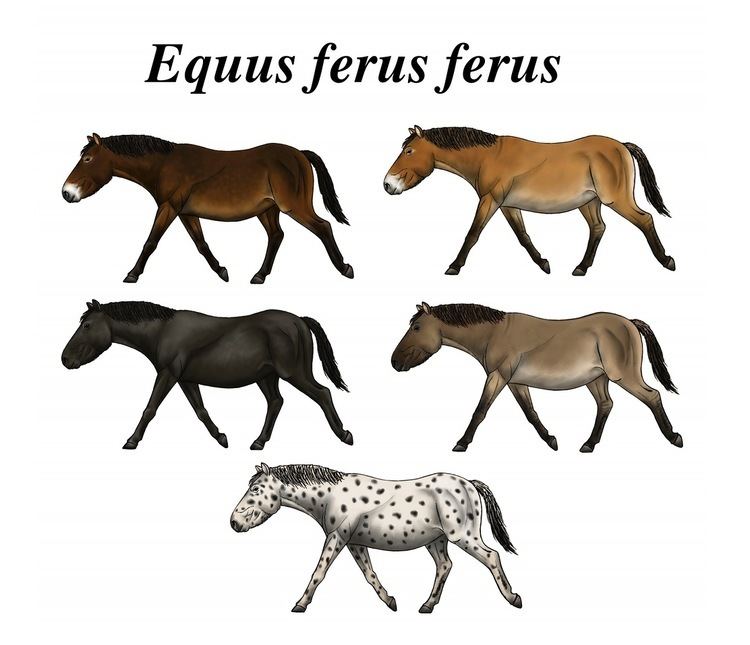 Equine coat color genetics