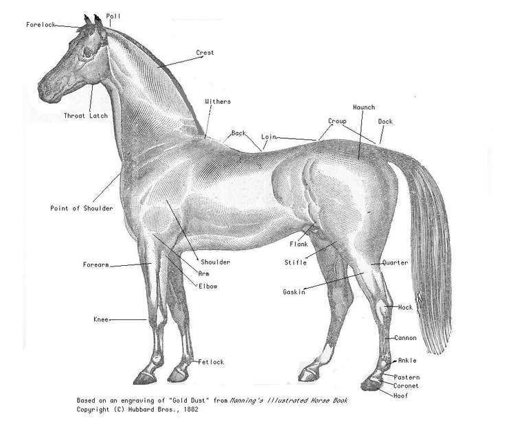 Equine conformation