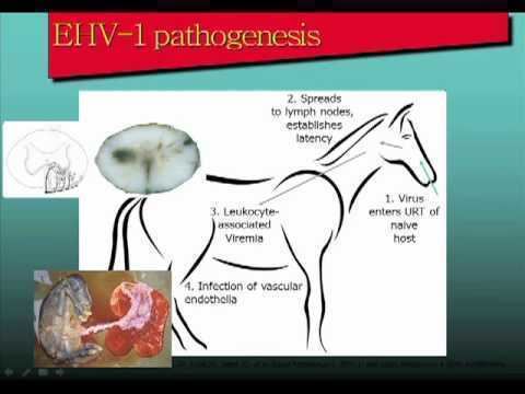 Equine herpesvirus 1 Equine Herpesvirus1 EHV1 Free Webinar Excerpt YouTube