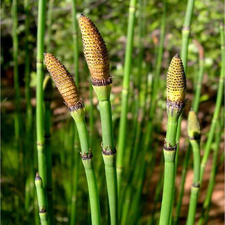 Equisetum 1000 images about Equisetum on Pinterest Vascular plant Weed and