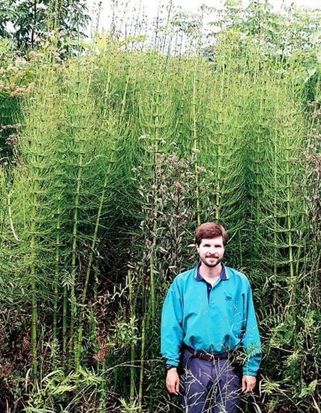 Equisetum giganteum Equisetum giganteum El Tabacal Giant Horsetail on sale 1800