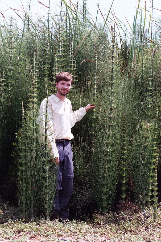 Equisetum giganteum Equisetum giganteum Chad Husby Flickr