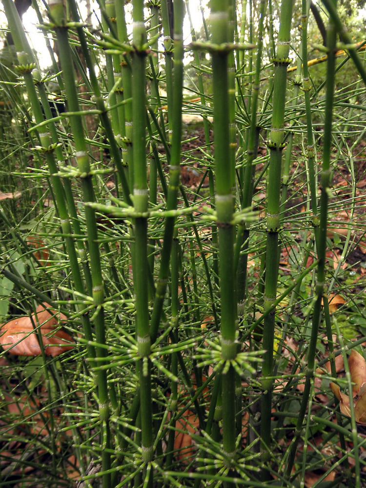 Equisetum giganteum Equisetum giganteum Equisetaceae image 57772 at PhytoImagessiuedu