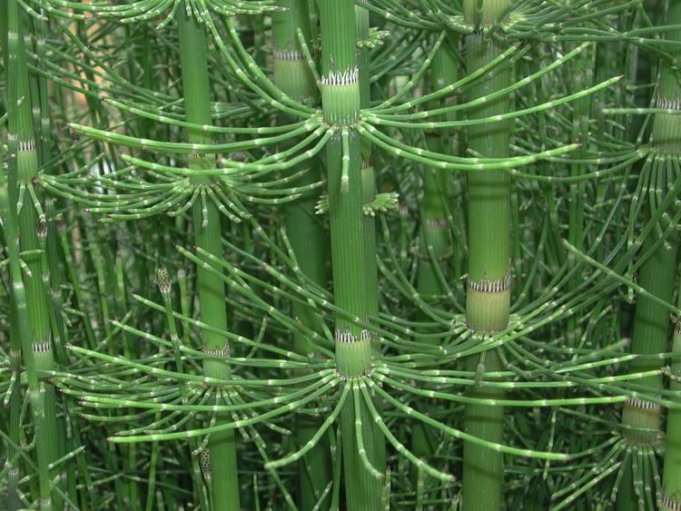 Equisetum giganteum wwwplantsystematicsorgusersrobbin7703uploa