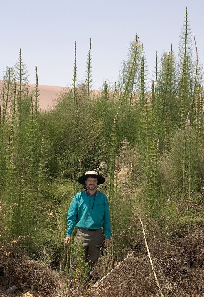 Equisetum giganteum Equisetum giganteum Chad Husby Flickr