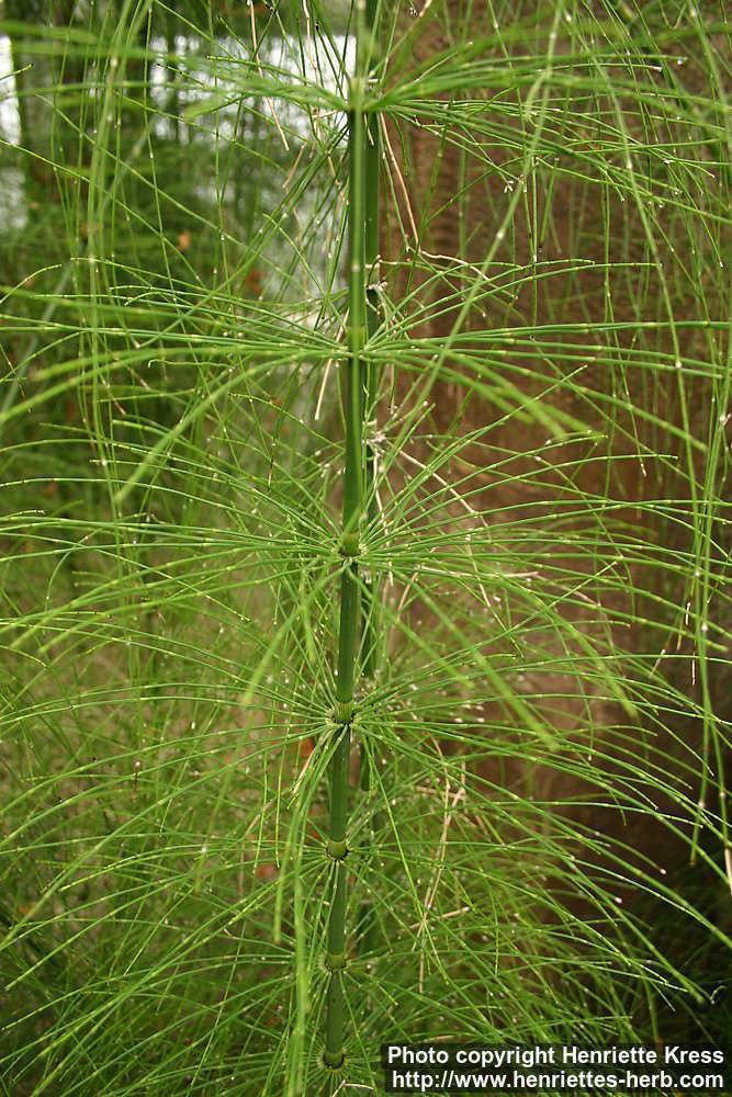 Equisetum myriochaetum Photo Equisetum myriochaetum 1 Henriette39s Herbal Homepage
