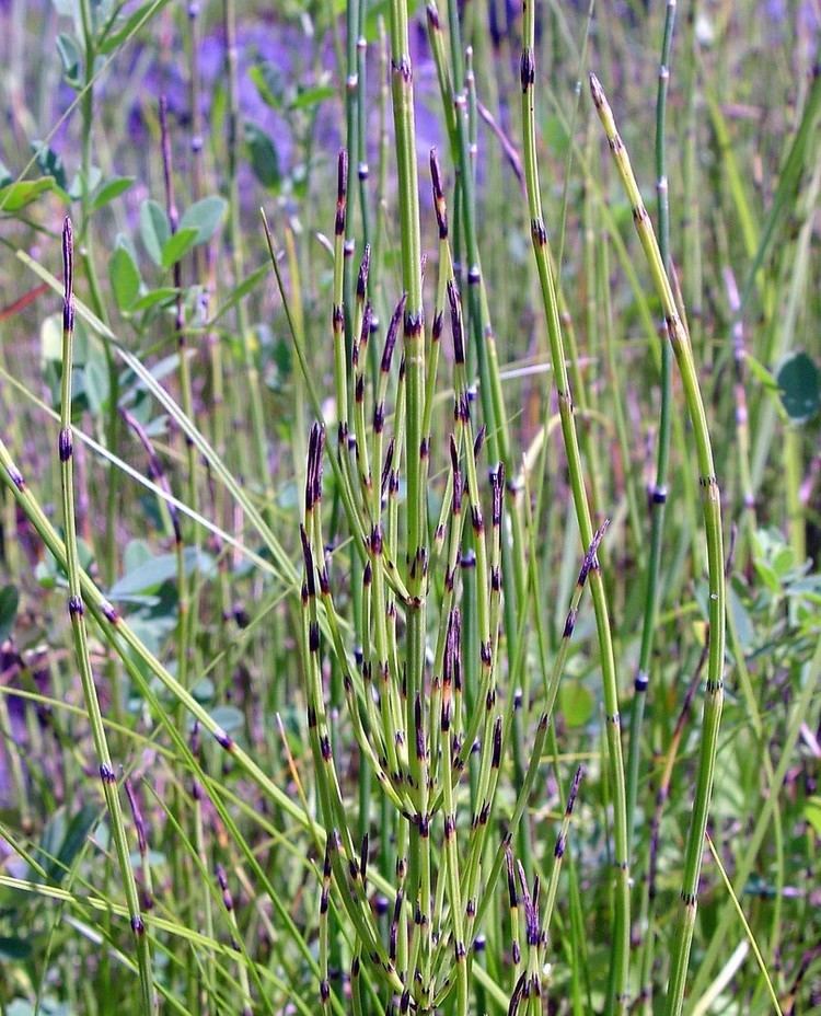 Equisetum palustre Equisetum palustre marsh horsetail Go Botany