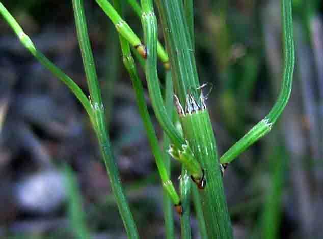 Equisetum ramosissimum Flora of Mozambique Species information individual images