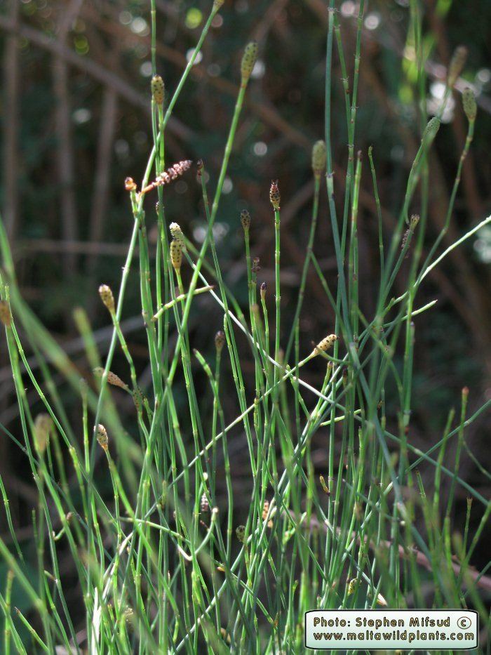 Equisetum ramosissimum Wild Plants of Malta amp Gozo Plant Equisetum ramosissimum