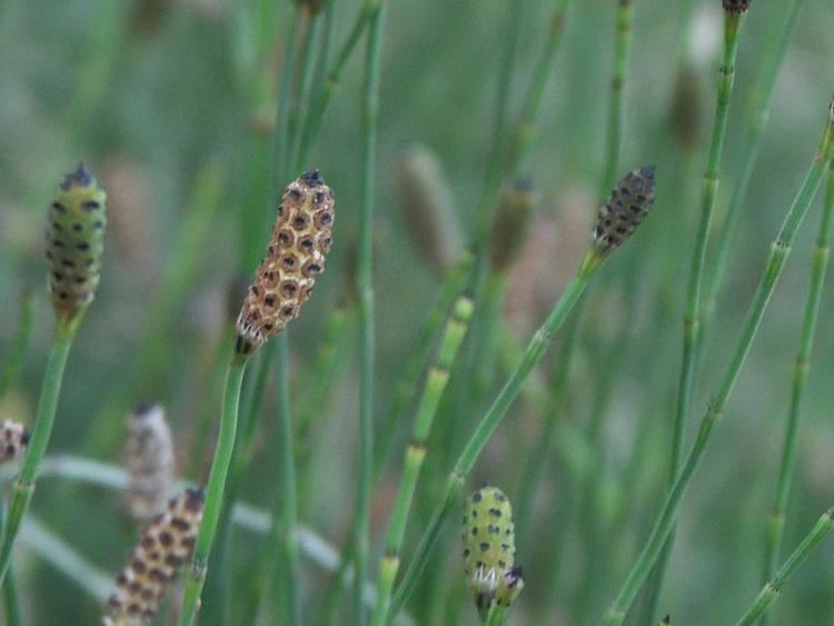 Equisetum ramosissimum Equisetum ramosissimum Biodiversity