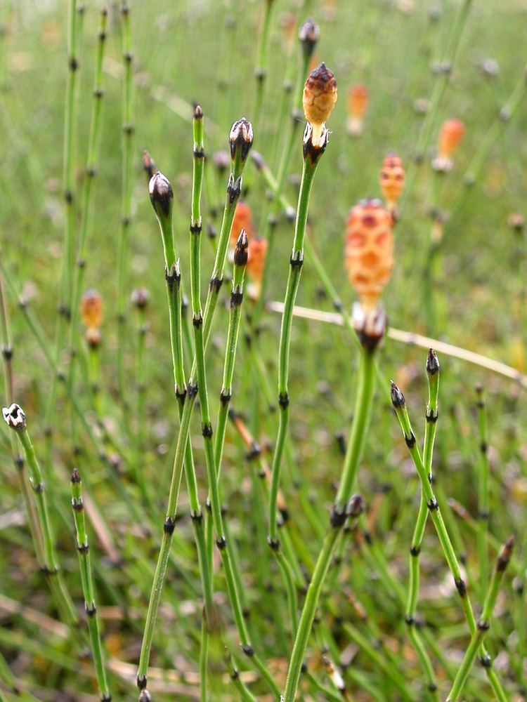 Equisetum scirpoides Equisetum scirpoides