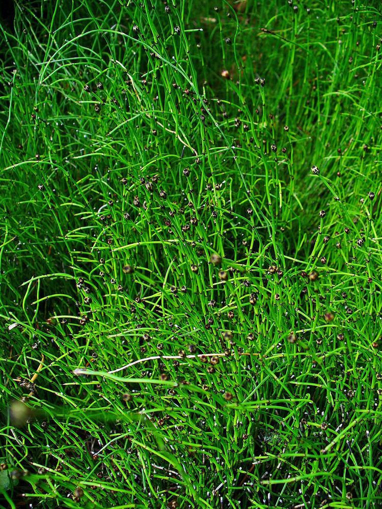 Equisetum scirpoides Equisetum scirpoides Wikipedia