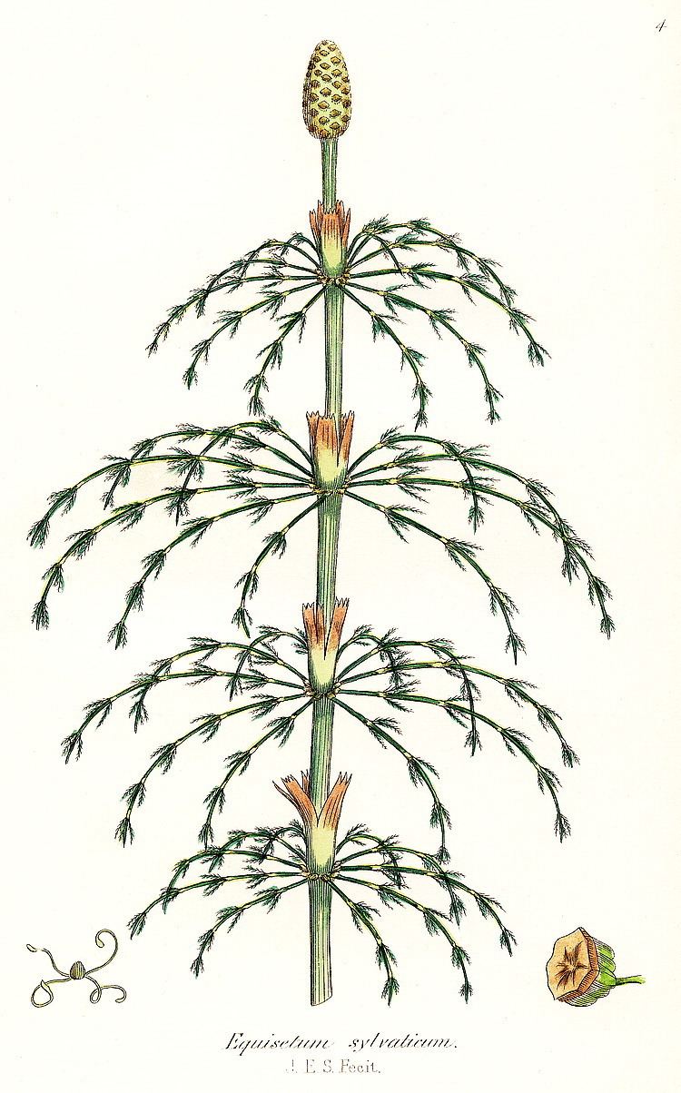 Equisetum sylvaticum British Horsetails Equisetum sylvaticum L