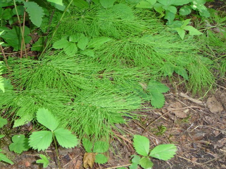 Equisetum sylvaticum Equisetum sylvaticum Wood Horsetail Woodland horsetail PFAF Plant