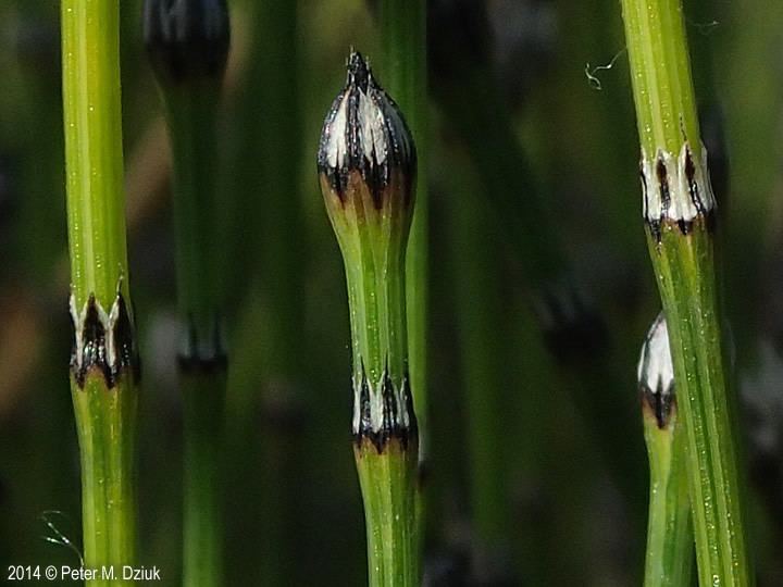 Equisetum variegatum Equisetum variegatum Variegated Scouring Rush Minnesota Wildflowers