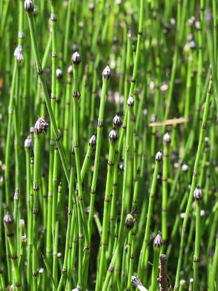 Equisetum variegatum Equisetum variegatum Variegated Horsetail Variegated scouringrush