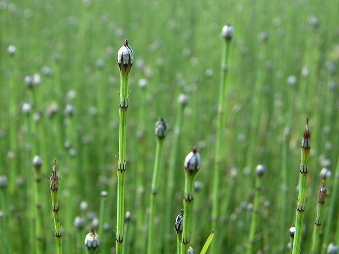 Equisetum variegatum CalPhotos Equisetum variegatum