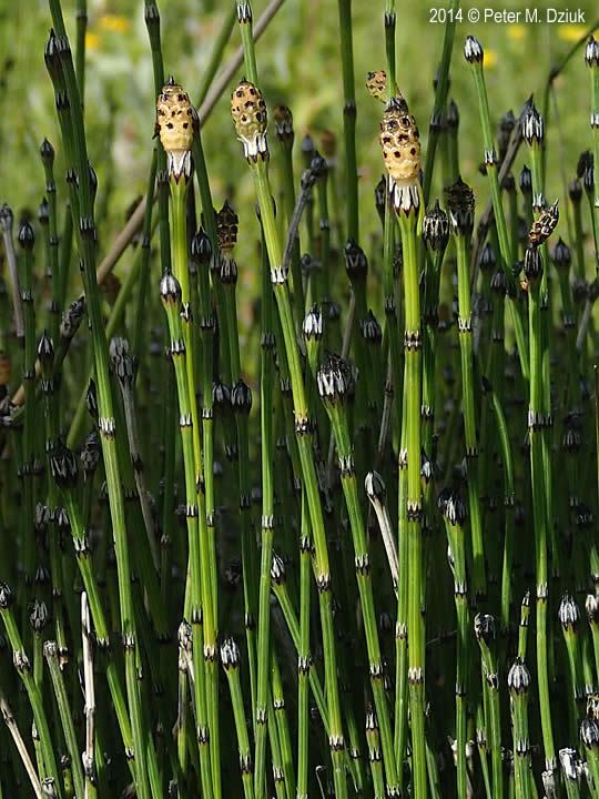 Equisetum variegatum Equisetum variegatum Variegated Scouring Rush Minnesota Wildflowers