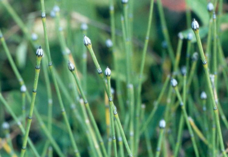 Equisetum variegatum Equisetum variegatum variegated scouringrush Go Botany