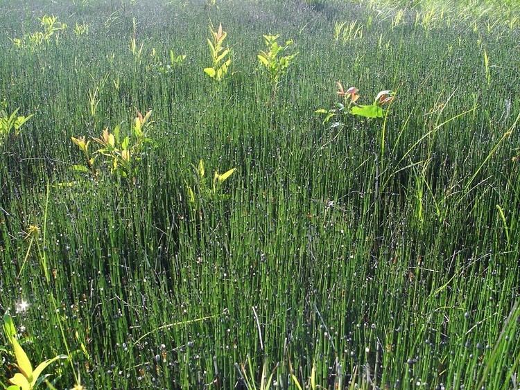 Equisetum variegatum Equisetum variegatum variegated scouringrush Go Botany