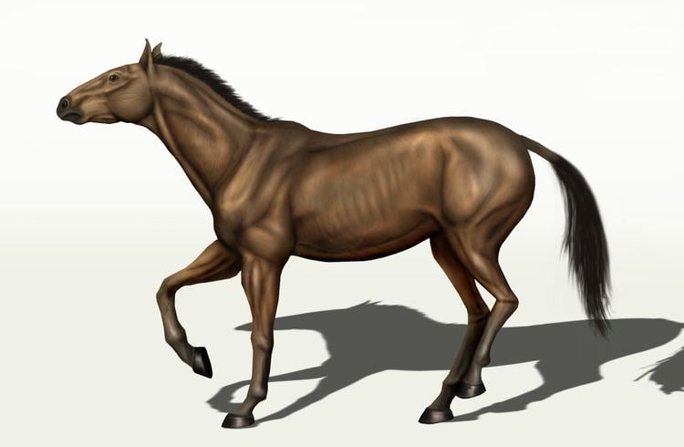 Equus (genus) Alchetron The Free Social Encyclopedia