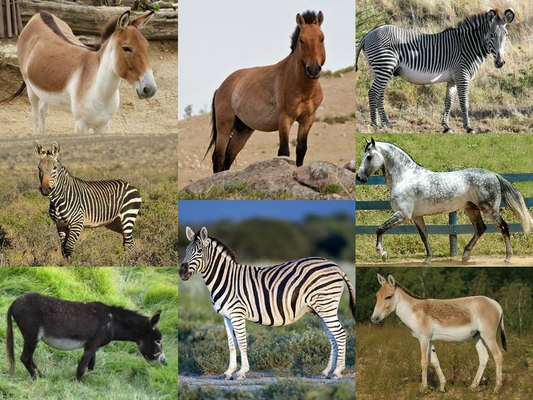 Equus (genus) Equus genus Wikipedia