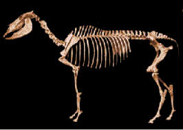 Equus (genus) Horse Evolution Over 55 Million Years
