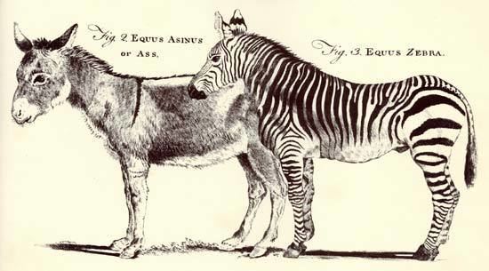 Equus (genus) Vintage Britannica Equus Advocacy for Animals