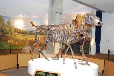 Equus occidentalis LeBrea Tar Pits equus occidentalis0 Prepdog Gallery