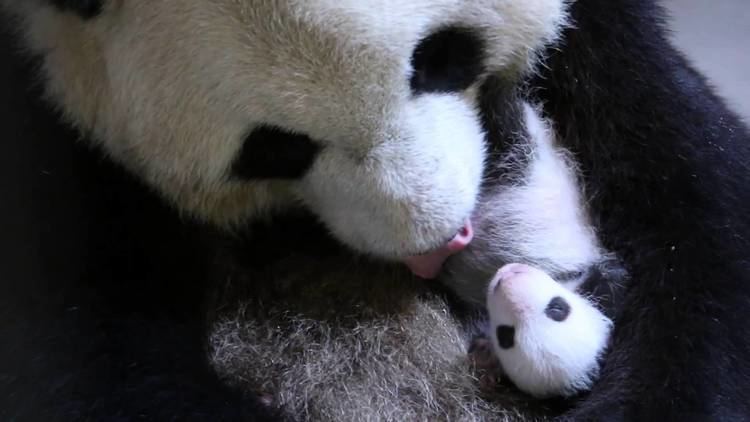 Er Shun Toronto Zoo Giant Panda Er Shun With One Month Old Cub YouTube