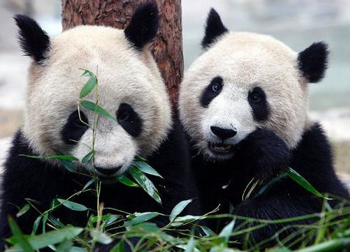 Er Shun Da Mao and Er Shun get cash registers jingling at Toronto39s Zoo