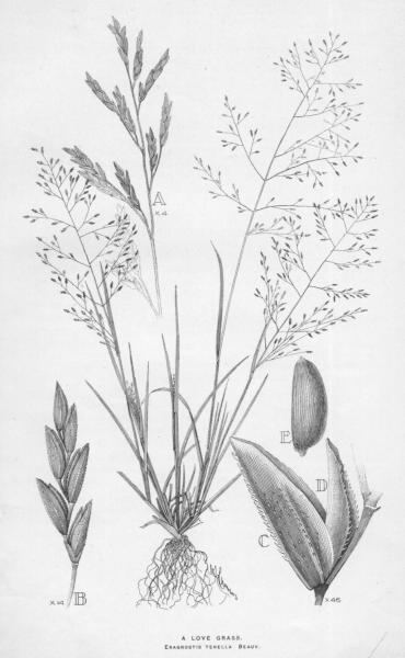 Eragrostis amabilis Eragrostis tenella AusGrass2
